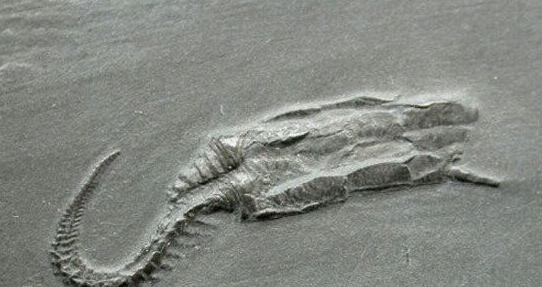 远古最恐怖动物有那些 盘点最恐怖的10大史前动物