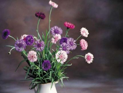 古代名门闺秀的十大雅事是什么 必学的技能是什么