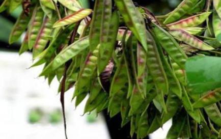 古人没有洗头水 那么古人洗头到底用什么东西呢