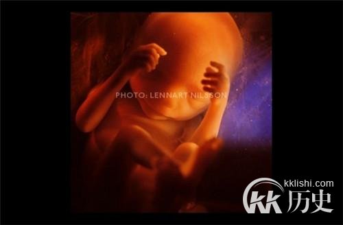 生命孕育全过程图解:揭秘女人身体里神奇的照片