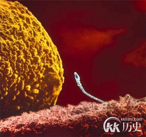 生命孕育全过程图解:揭秘女人身体里神奇的照片