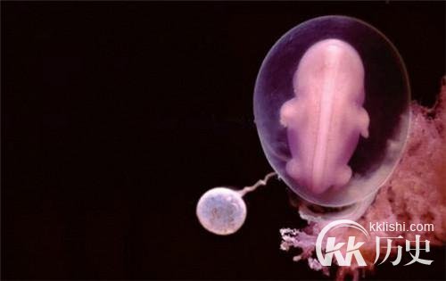 生命孕育全过程图解:揭秘女人身体里神奇的照片