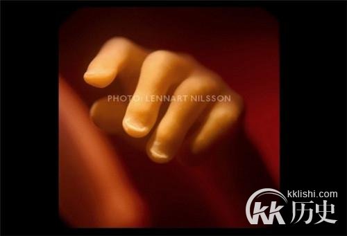 生命孕育全过程图解:揭秘女人身体里神奇的照片