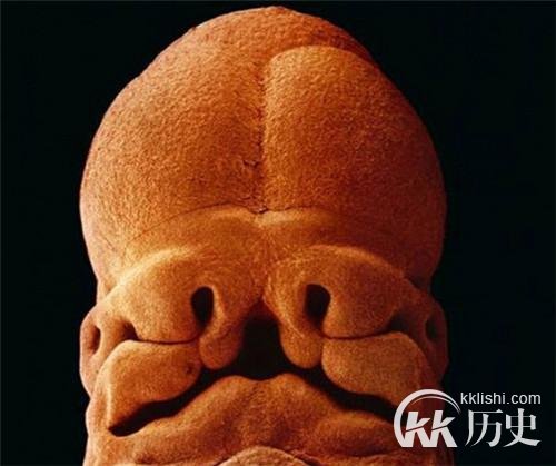 生命孕育全过程图解:揭秘女人身体里神奇的照片