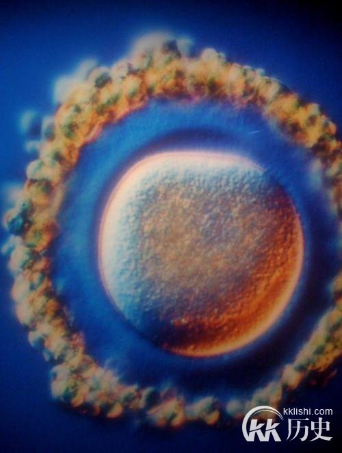 生命孕育全过程图解:揭秘女人身体里神奇的照片