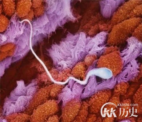 生命孕育全过程图解:揭秘女人身体里神奇的照片