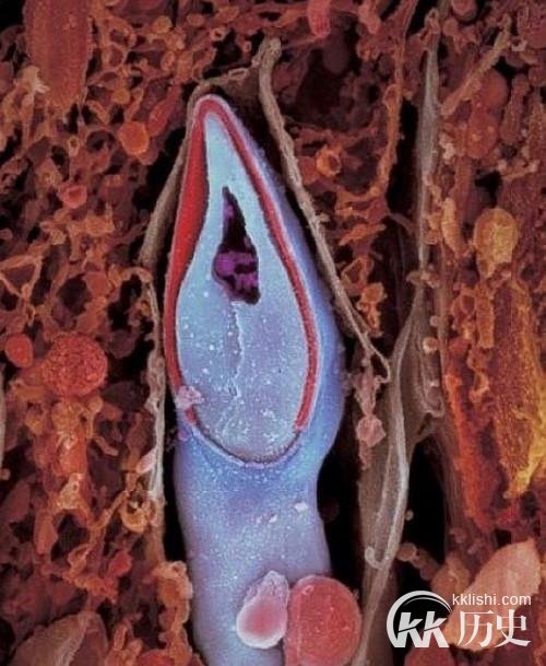 生命孕育全过程图解:揭秘女人身体里神奇的照片