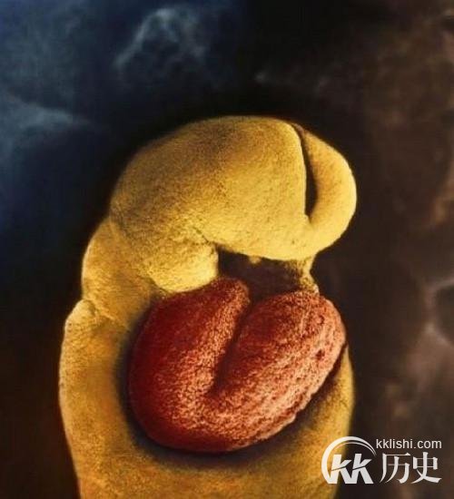 生命孕育全过程图解:揭秘女人身体里神奇的照片