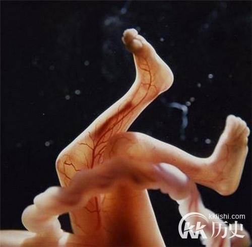 生命孕育全过程图解:揭秘女人身体里神奇的照片