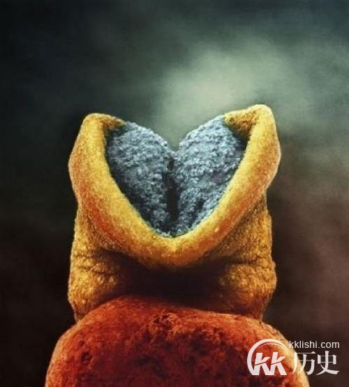 生命孕育全过程图解:揭秘女人身体里神奇的照片