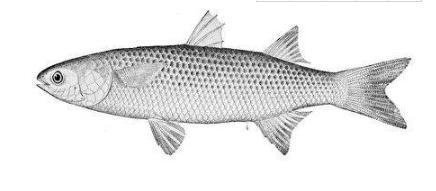 三国一个神话一般的人物！介象是什么人