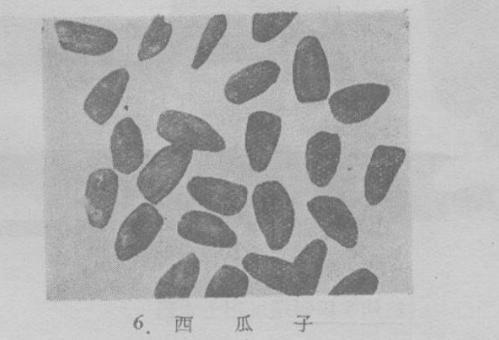 西瓜究竟何时传入中国