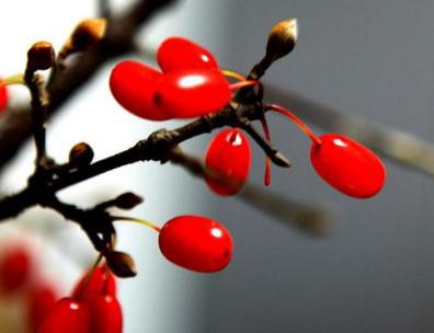 唐朝时期的四大美食介绍 当时的人们喜欢刺身你知道吗