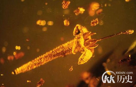 惊人发现！被“封印”了1500万年的植物从现人间