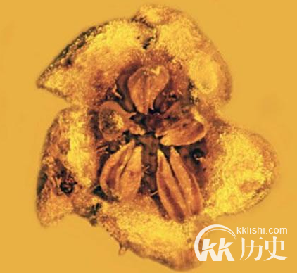 惊人发现！被“封印”了1500万年的植物从现人间