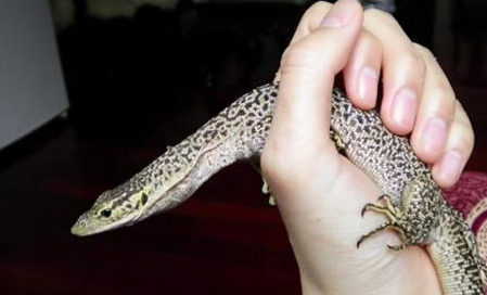 帝汶巨蜥属于什么品种