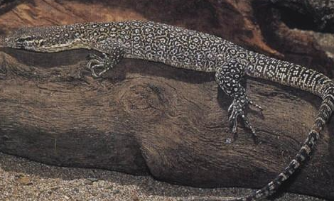 帝汶巨蜥属于什么品种