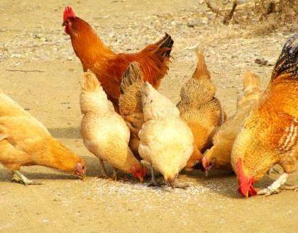 明朝的物价究竟是什么样的 上等猪肉才13.2块钱一斤