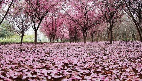 辛弃疾为一个侍女写的词，令人拍案叫绝