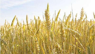 明朝时期的人们都吃什么什么 有什么东西可以吃的