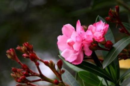 夹竹桃到底是什么样的毒药 为何会成为宫斗的必备之物呢