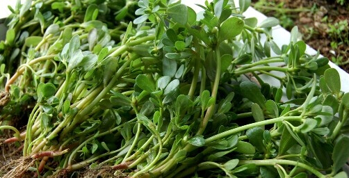 武媚娘传奇中的五行草是什么?盘点五草的用处