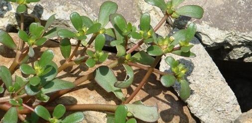 武媚娘传奇中的五行草是什么?盘点五草的用处