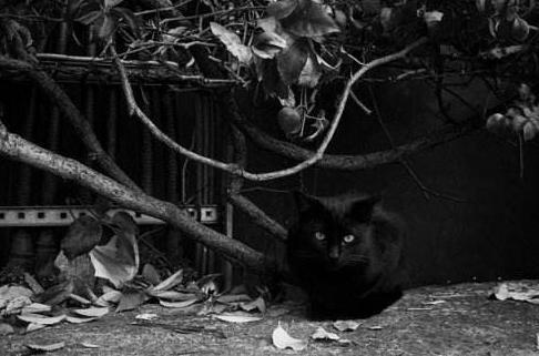 索德格朗：北欧文学史上最早的现代主义作家之一