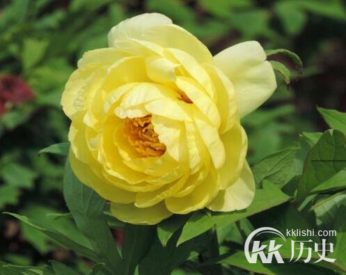 元朝金黄牡丹的故事 关于 “金黄牡丹“的传说