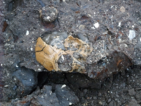 考古表明我国西南或为古猿演化“避难所”