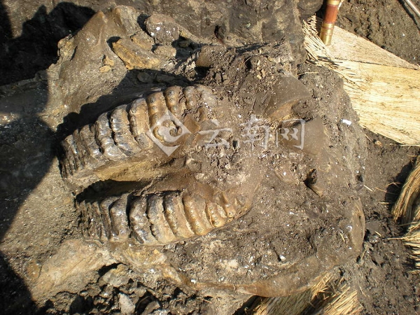 考古表明我国西南或为古猿演化“避难所”