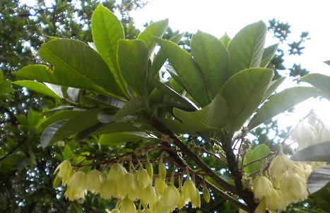 尖叶杜英属于什么品种的植物