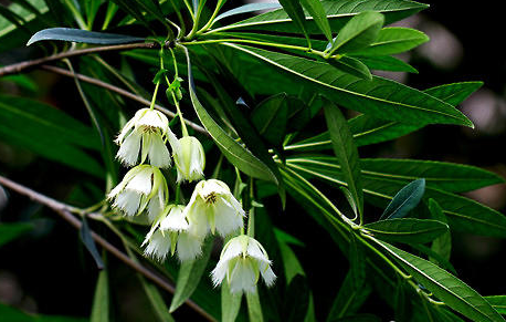 尖叶杜英属于什么品种的植物