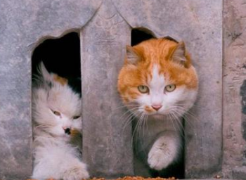 在古代也有猫奴