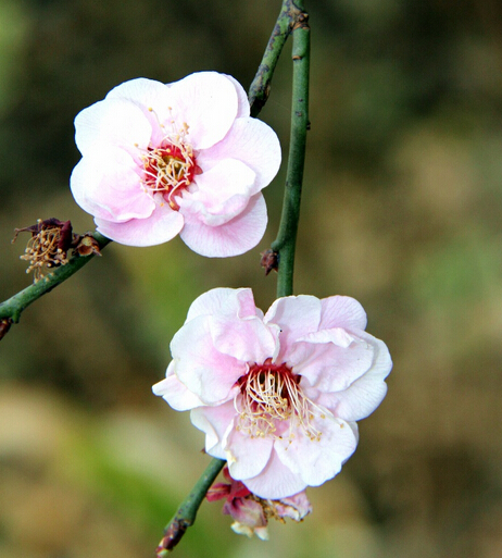 成语梅开二度 “梅开二度”是什么意思?