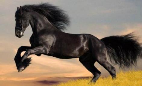 汉武帝真的为了一匹汗血宝马劳民伤财兵压西域吗