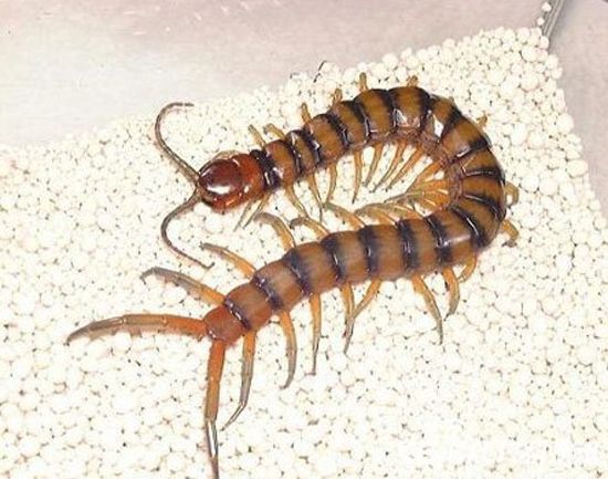 超过半米长的恐怖巨型蜈蚣