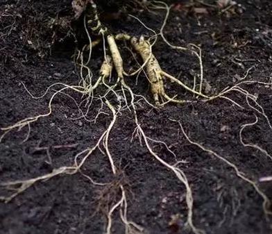 古代寿命最长的皇帝是谁