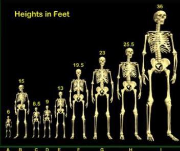 古代的“巨人族”有多高