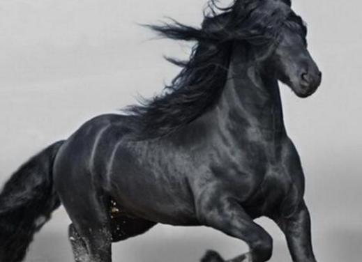 吕布骑的赤兔马，那你知道张飞骑的是什么马吗