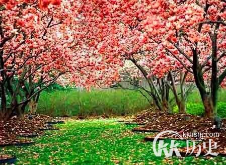 揭：为何异性缘极佳叫“桃花运”而非是其它的花