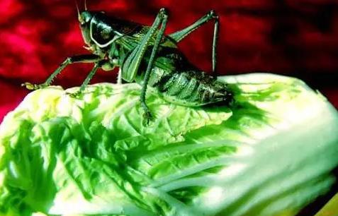 盘点中国历史上七大忽悠,不作就不会死