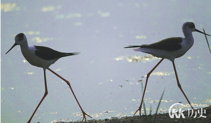 分道扬镳的主人公是谁？出尔反尔有什么典故