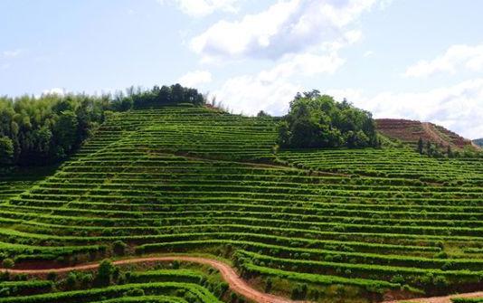 古代茶商也会打仗吗