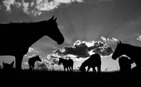 三个游牧民族在欧洲称霸，却打不过中原