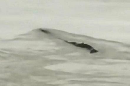 三峡水怪真相揭秘！三峡水怪究竟是什么东西