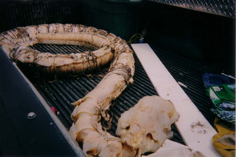 神秘的布洛克岛怪物尸骨