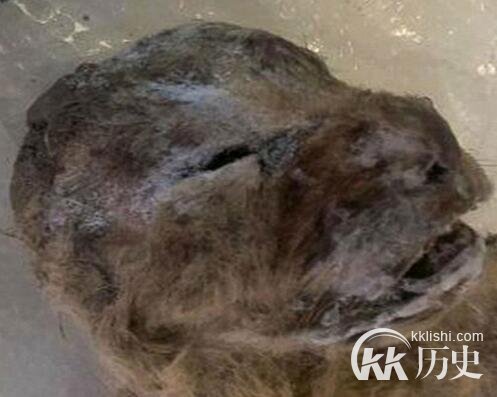 冰冻万年狮子尸体：万年前的狮子原来是长这样的