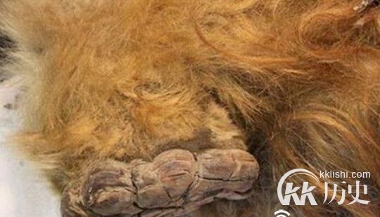 冰冻万年狮子尸体：万年前的狮子原来是长这样的
