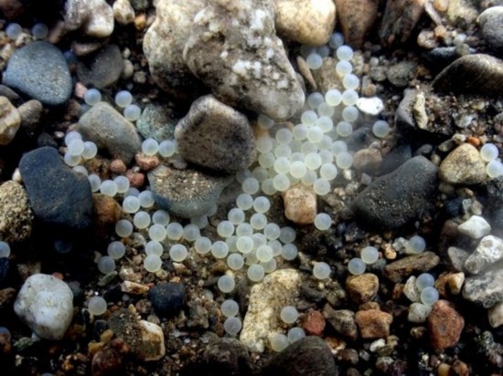 全球吓死人的巨型鱼类盘点